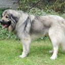 Yugoslavian shepherd dog - Sharplanina